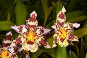 Oncostele Tan Treasures