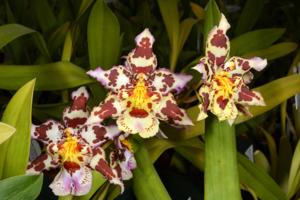 Oncostele Tan Treasures