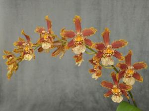 Oncostele Tan Treasures