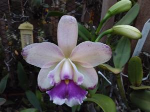 Cattleya Cruzeiro do Sul