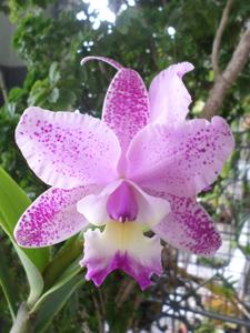 Cattleya Cruzeiro do Sul