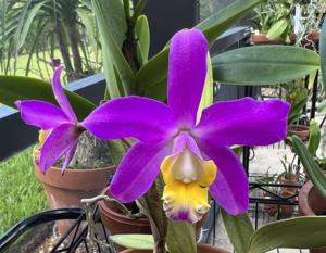 Cattlianthe Pink Treasure