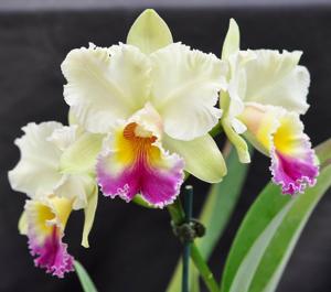 Rhyncholaeliocattleya Roy Maidment