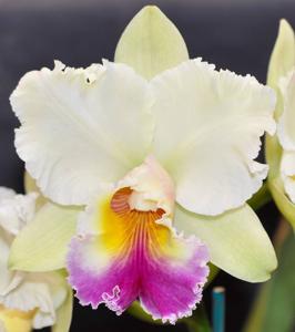 Rhyncholaeliocattleya Roy Maidment