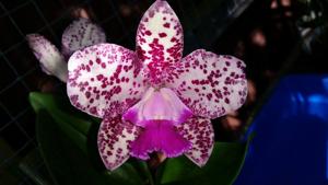 Cattleya Caudabec Candy