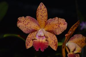 Cattleya Jungle Hotspot