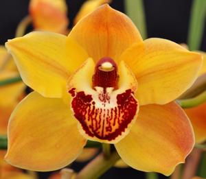 Cymbidium Dural Gold