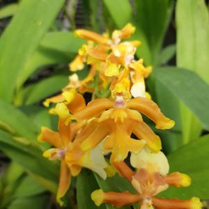 Oncostele Hilo Firecracker