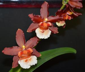 Oncostele Hilo Firecracker