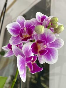 Phalaenopsis Sogo Jessica