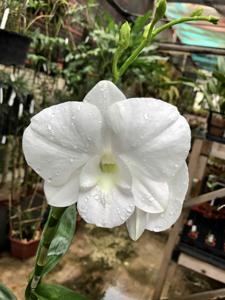 Dendrobium Snowy