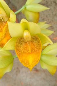 Catasetum Rafael Wenzel