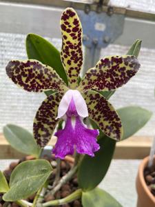Cattleya Quest's Super Spots
