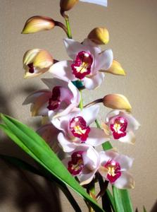 Cymbidium Kaylie