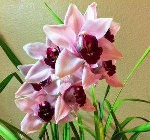 Cymbidium Kaylie