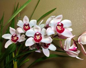 Cymbidium Kaylie