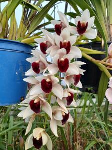 Cymbidium Gala Odyssey