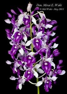 Dendrobium Mirai E. Waki