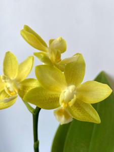 Phalaenopsis Yaphon Perfume