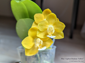 Phalaenopsis Yaphon Perfume