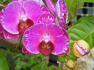 Phalaenopsis I-Lan Mona Lisa