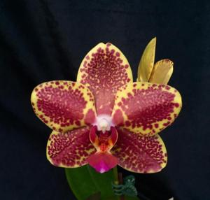 Phalaenopsis Pylo's Buddha Princess