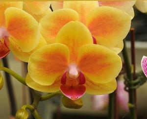 Phalaenopsis Shih Fang Savory Orange