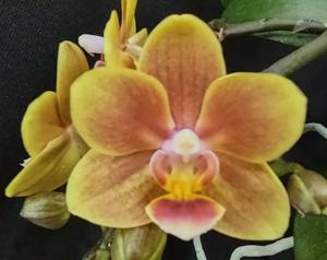 Phalaenopsis Shih Fang Savory Orange