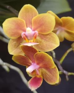 Phalaenopsis Shih Fang Savory Orange