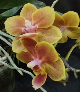 Phalaenopsis Shih Fang Savory Orange