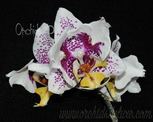 <i>Phalaenopsis</i> ANMIO Gentleman
