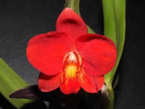 Cattleya Chief Gem