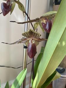 Paphiopedilum Shin-Yi Williams