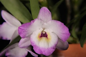 Dendrobium My Sweet