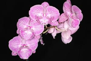 Phalaenopsis Yu Pin Fireworks