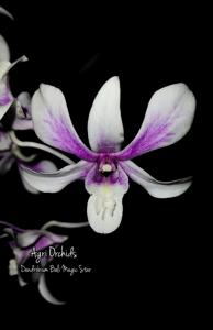 Dendrobium Bali Magic Star