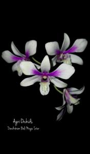 Dendrobium Bali Magic Star