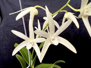 Dendrobium Greta Snow