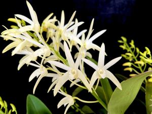 Dendrobium Greta Snow