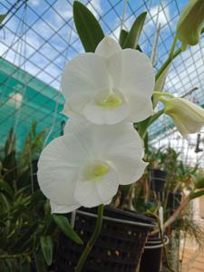 Dendrobium Fraser's White Lady