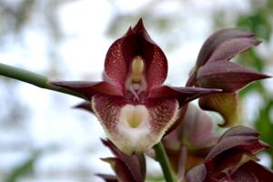 Catasetum Madame Kalaloo