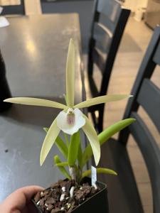 <i>Brassanthe</i> Joyce Headley
