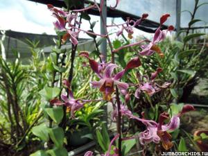 Dendrobium A Ding TBS