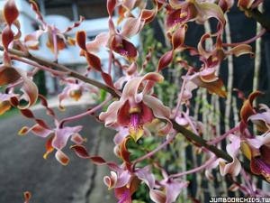 Dendrobium A Ding V