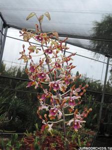 Dendrobium A Ding V