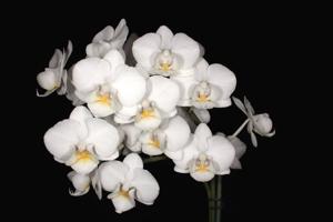 Phalaenopsis Yushan Little Amar