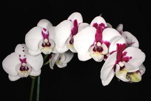 Phalaenopsis Yushan I Cash