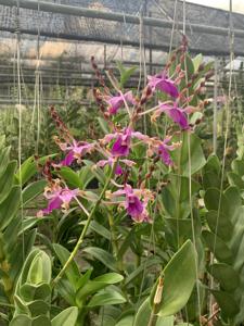 Dendrobium Bengawan Solo