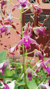 Dendrobium Bengawan Solo