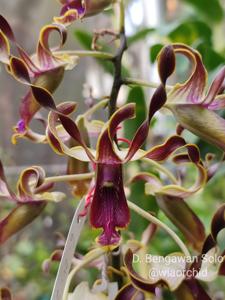 Dendrobium Bengawan Solo